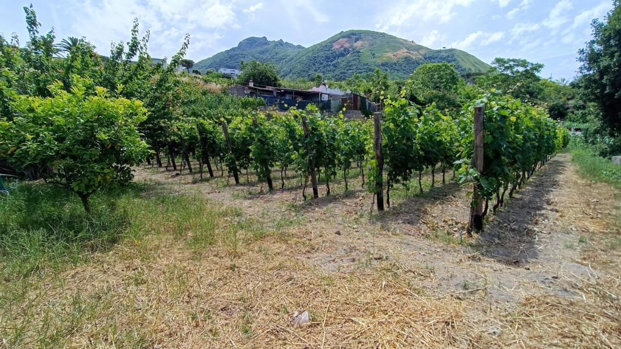 克里斯蒂娜别墅公寓 Forio di Ischia 外观 照片