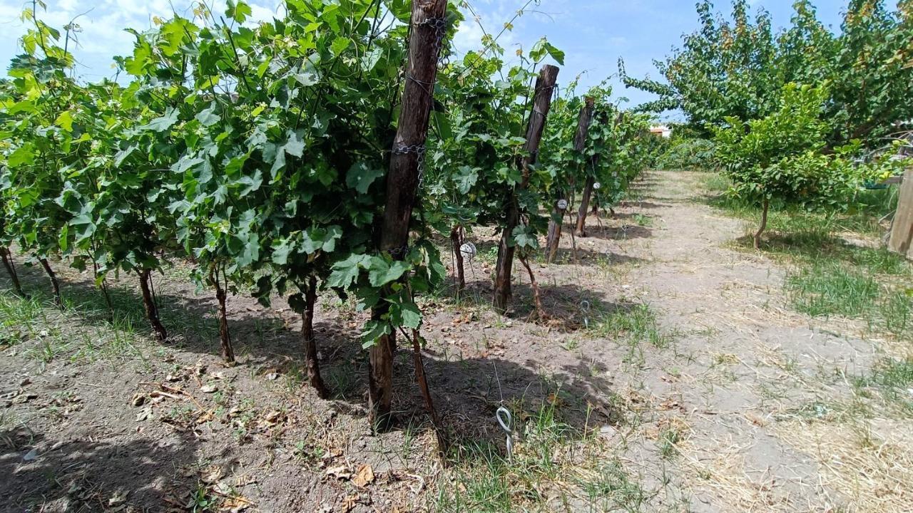 克里斯蒂娜别墅公寓 Forio di Ischia 外观 照片
